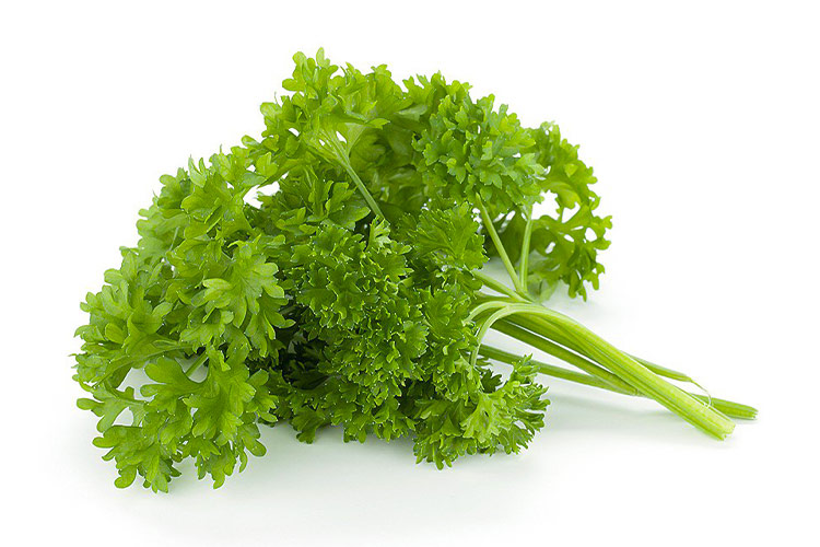 Chervil