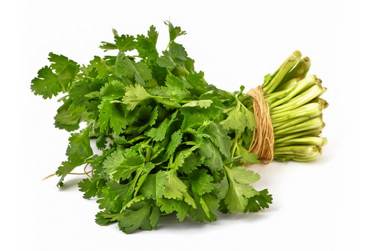 Coriander