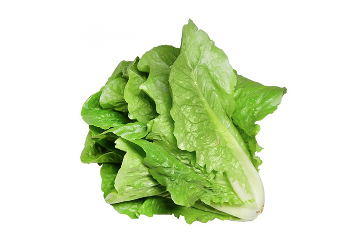 Plain Lettuce