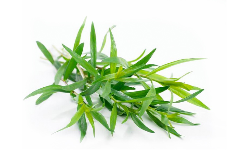 Tarragon Grass